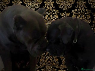 Cane Corso dogs Champion bred cane corso due 2026 - Advert 7