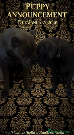 Cane Corso dogs Champion bred cane corso due 2026 - Advert 1