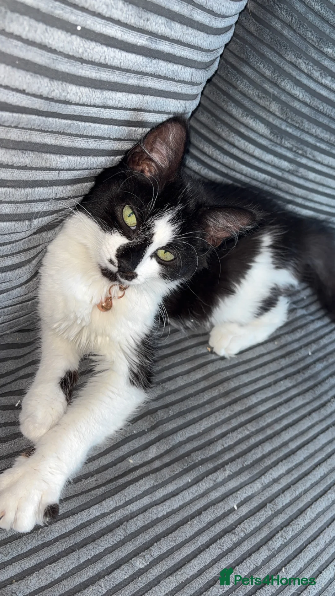 Mixed Breed cats for sale: 1 year old Female Cat - Advert 1