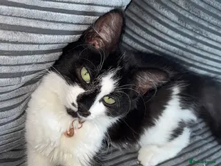 Mixed Breed cats 1 year old Female Cat - Advert 3