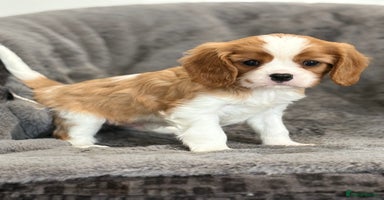 Cavalier King Charles Spaniel dogs - Advert 10