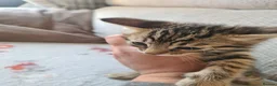 Bengal cats for sale: Kittens x bengal READY TO LEAVE  - Advert 20