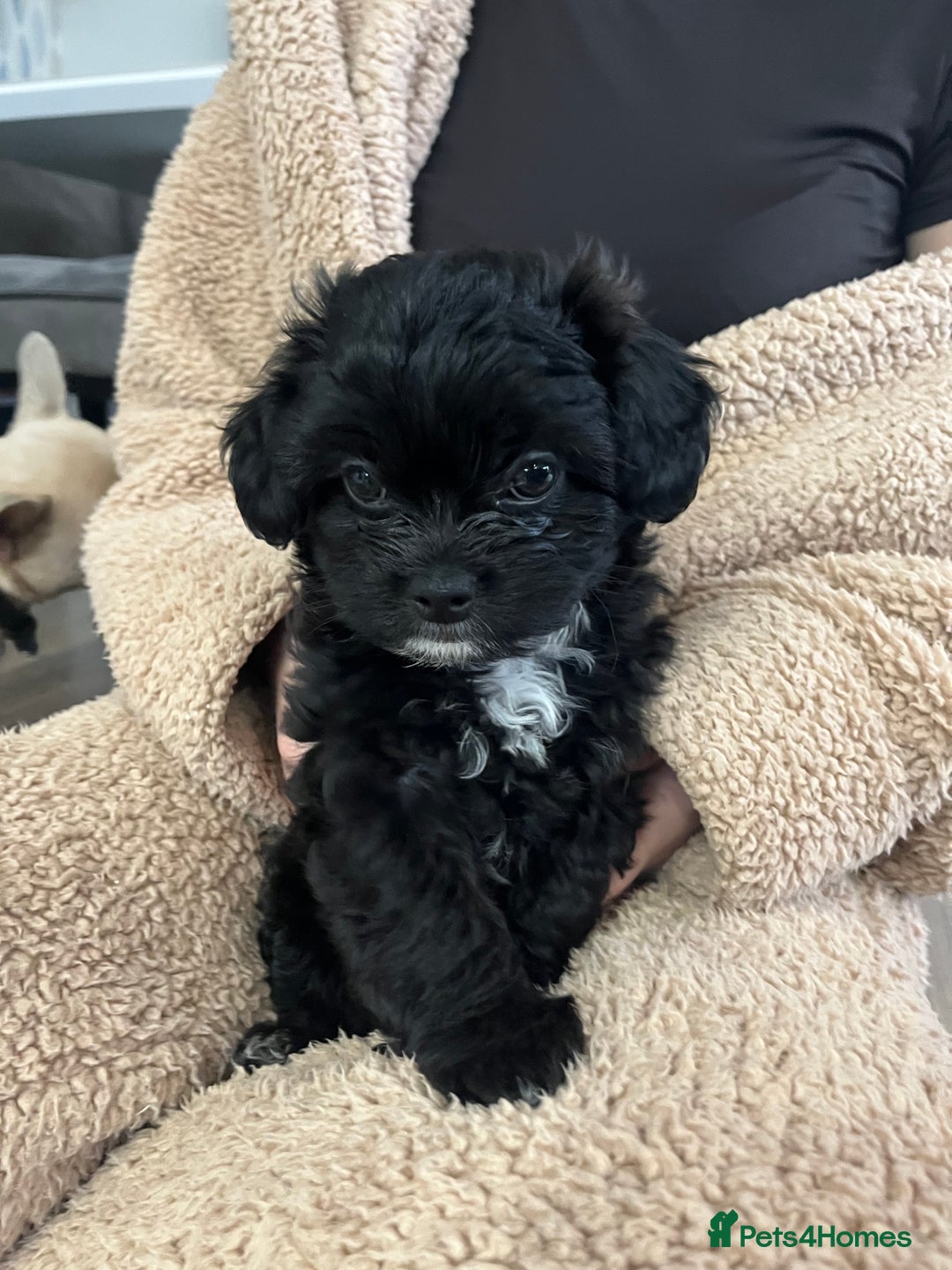 Mixed Breed dogs for sale: Shih Tzu / Chihuahua hybrids - Advert 9