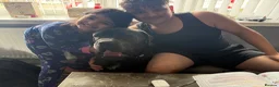 Cane Corso dogs for sale: Cane corso family pet age 2 years old in Wolverhampton - Advert 5