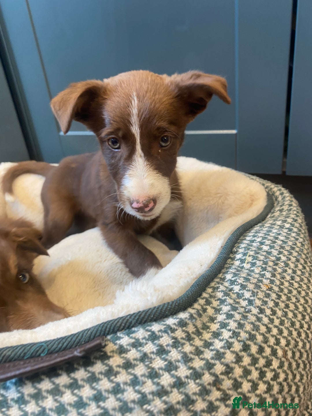 Border Collie dogs for sale: Gorgeous Sheep Dog Pups  - Image 4