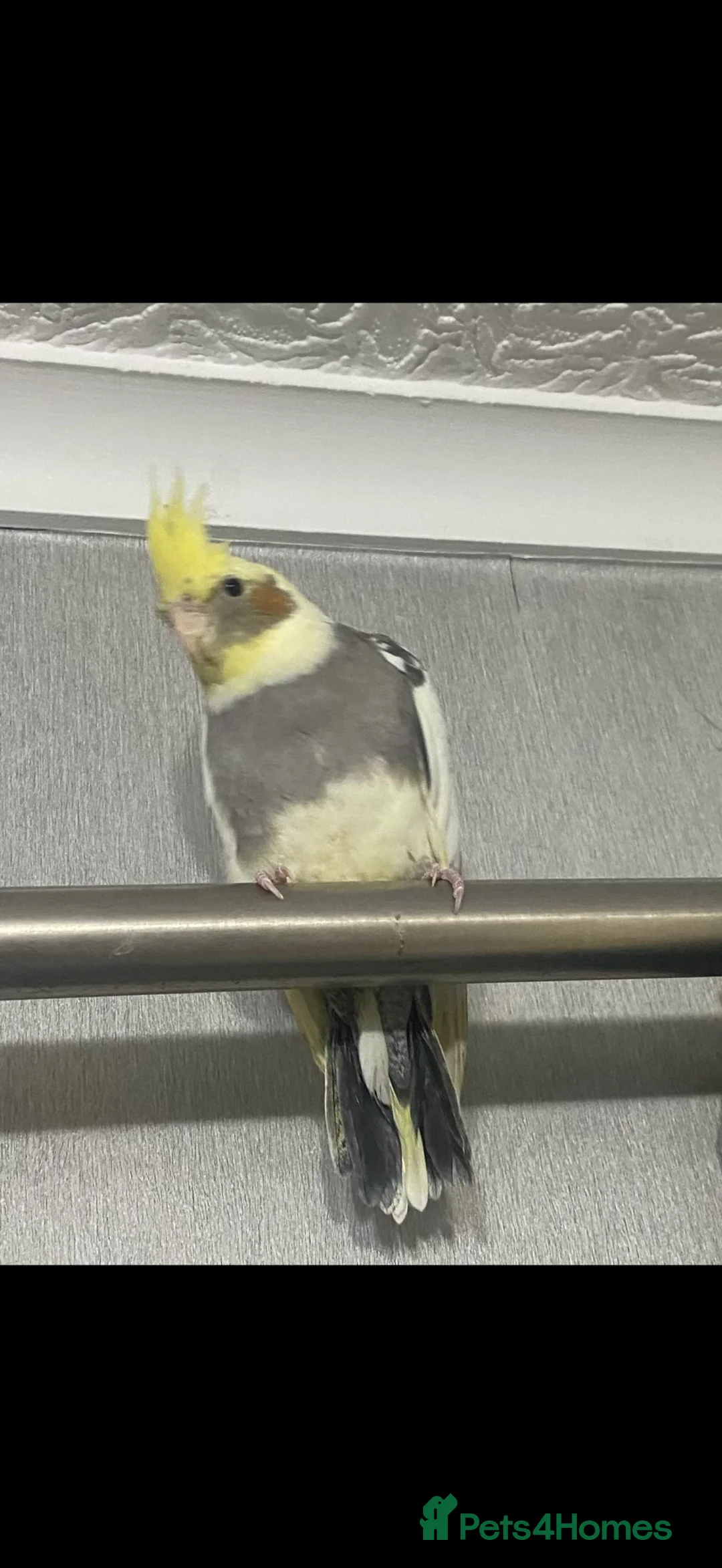Cockatiels birds for sale: Zelda  in Blackpool - Advert 2