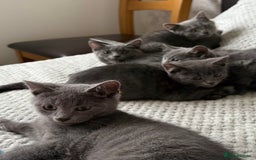 Russian Blue cats for sale: Russian Blue Kittens - Image 4