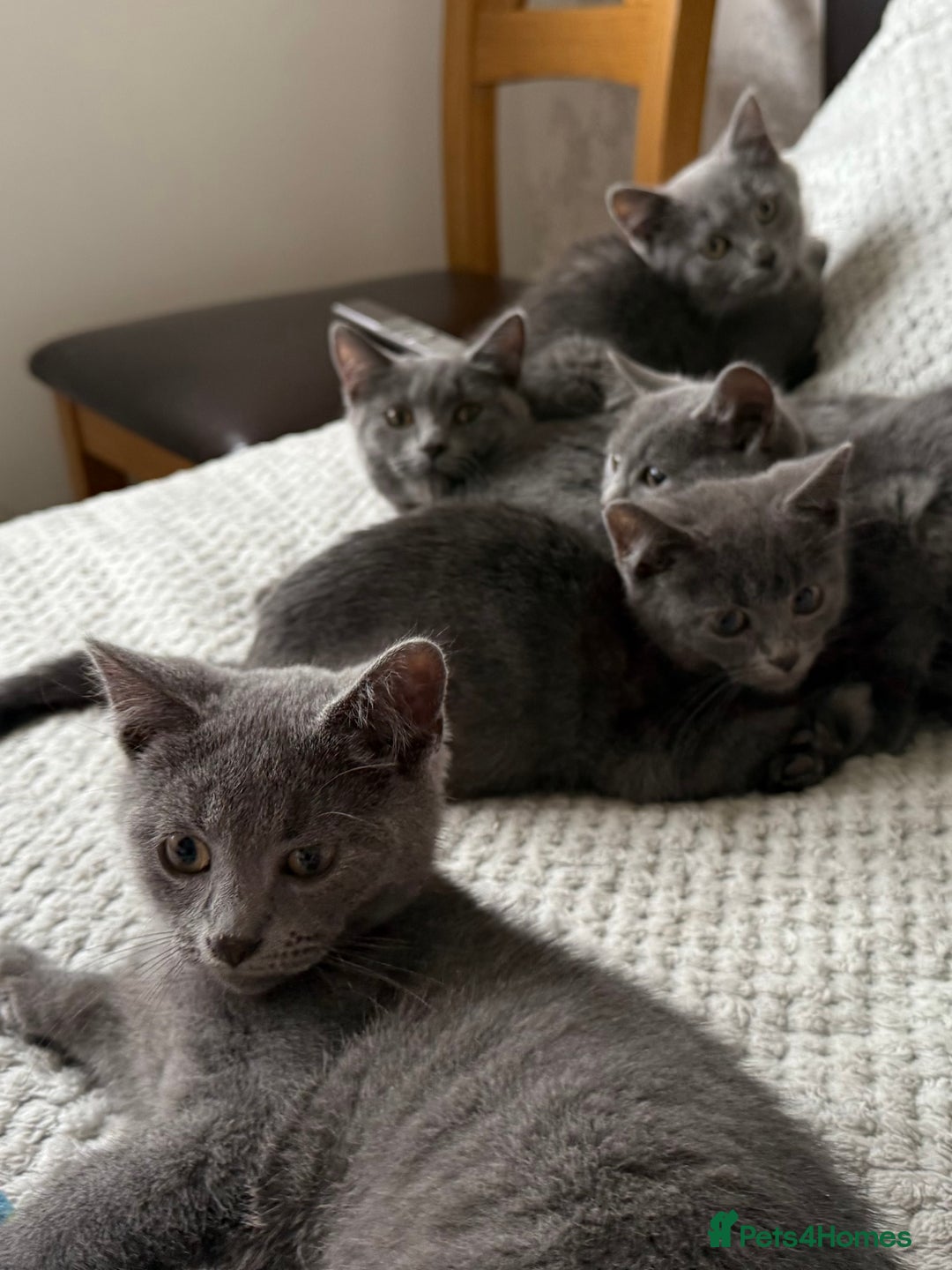 Russian Blue cats for sale: Russian Blue Kittens - Image 4