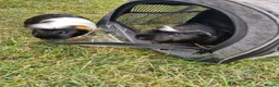 Guinea Pig rodents for sale: 2 x guinea pigs  - Advert 2