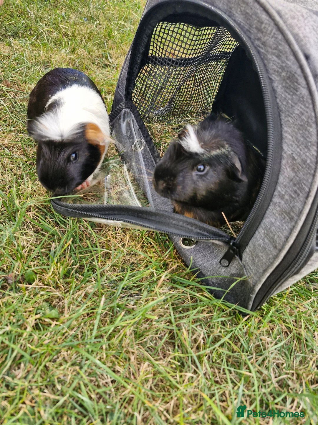 Guinea Pig rodents for sale: 2 x guinea pigs  - Advert 2