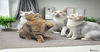 British Shorthair cats ​Exceptional TICA Active Reg. BSH Males  - Advert 3