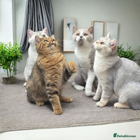 British Shorthair cats Exceptional TICA Active Reg. BSH Males - Advert 3