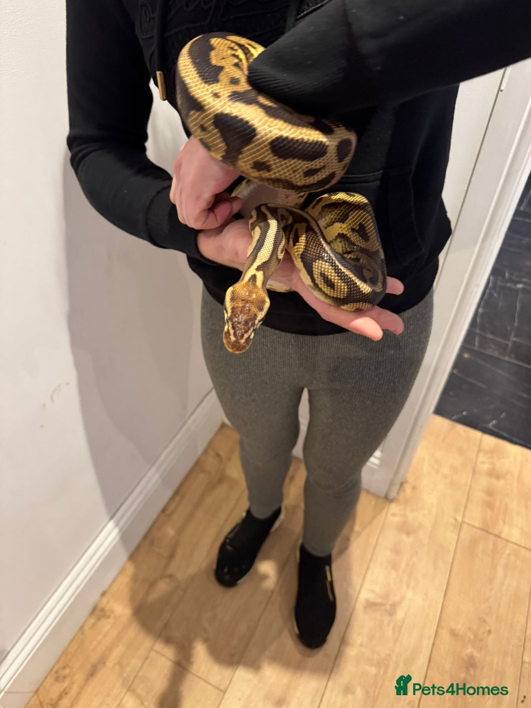 Python Snake reptiles for sale: Very friendly, Royal Python and full set up  - Advert 3