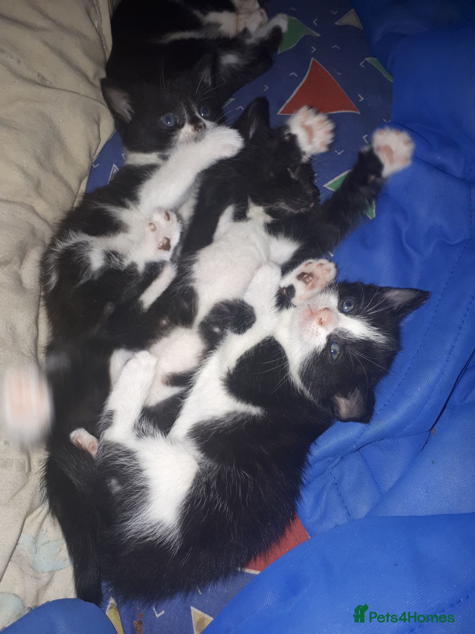 Mixed Breed cats Maine coon x Felix kittens  - Advert 3