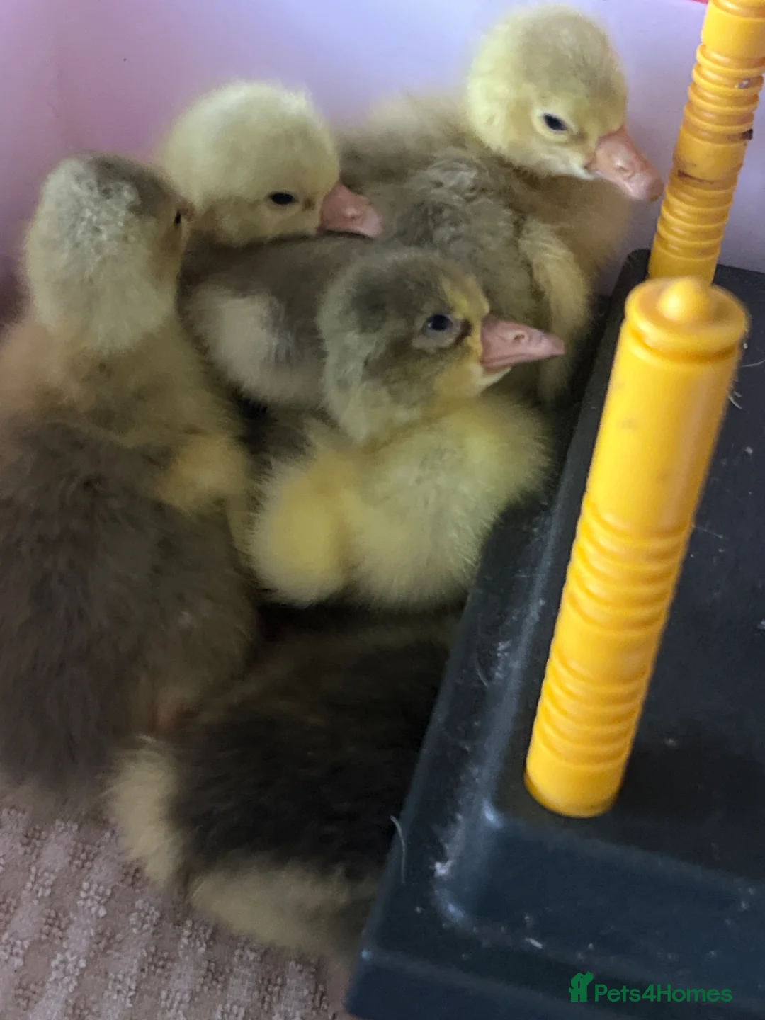 Geese poultry for sale: Day Old Embden Goslings - Advert 1