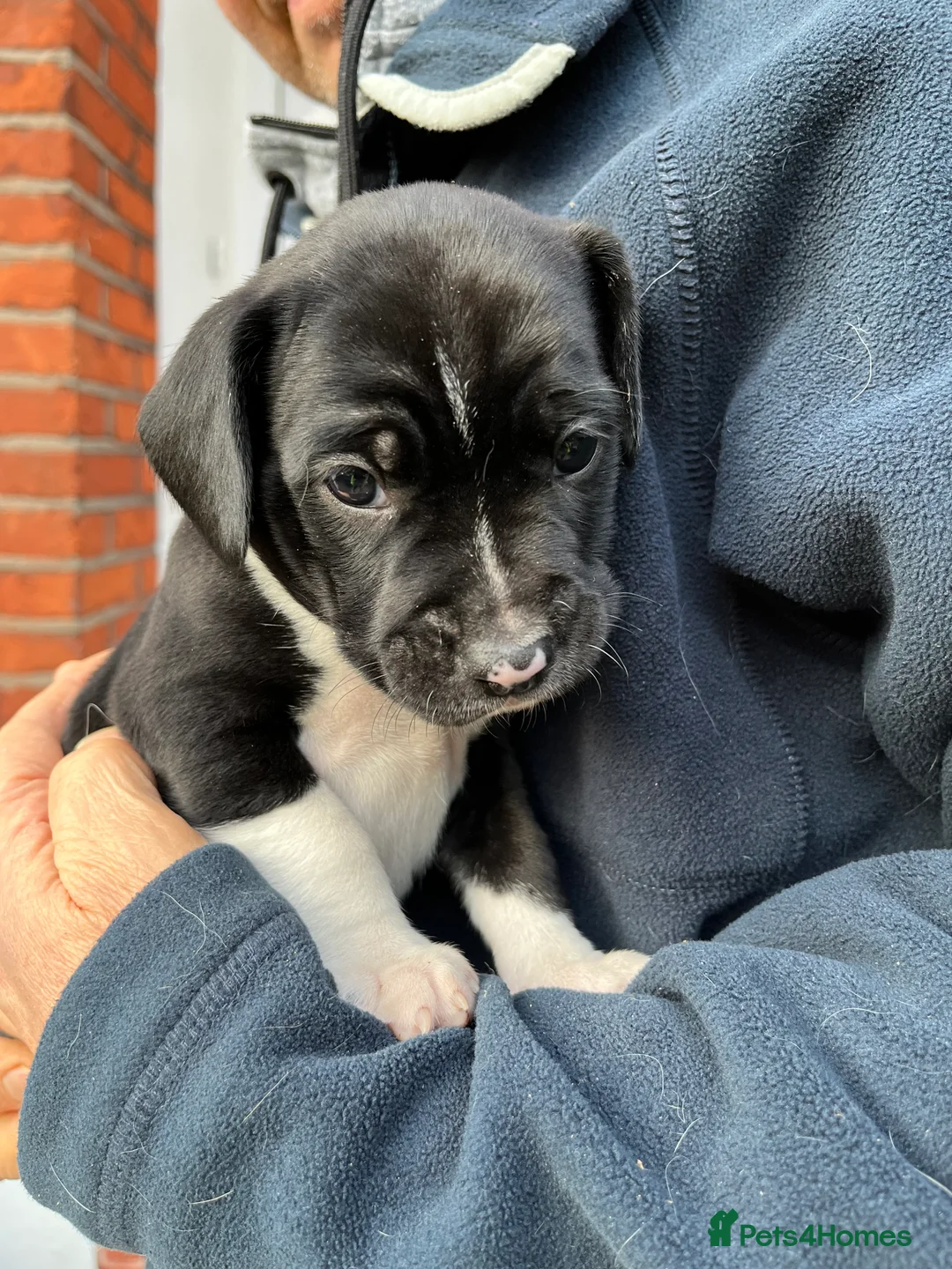 Mixed Breed dogs for sale: 🐾Sweet-natured Spaniel x Bulldog male puppy🐾 in London - Advert 12