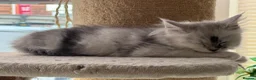 Maine Coon cats for sale: Pedigree Maine Coon Kittens from the Shaded line  - Advert 6