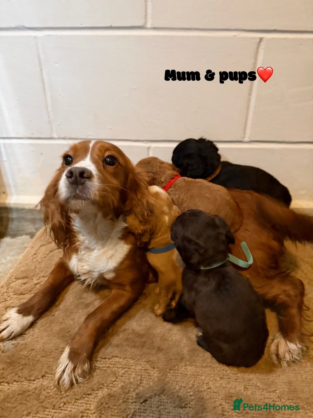 Cocker Spaniel dogs for sale: Beautiful cocker spaniel pups for sale! - Advert 11