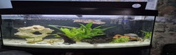 Other/Mixed Breed fish for sale: Fluvel fish tank complete set up  - Advert 5