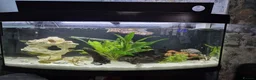 Other/Mixed Breed fish for sale: Fluvel fish tank complete set up  - Advert 5