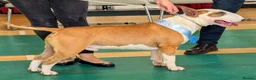 Bull Terrier dogs for stud: Stud English Bull Terrier  - Advert 9