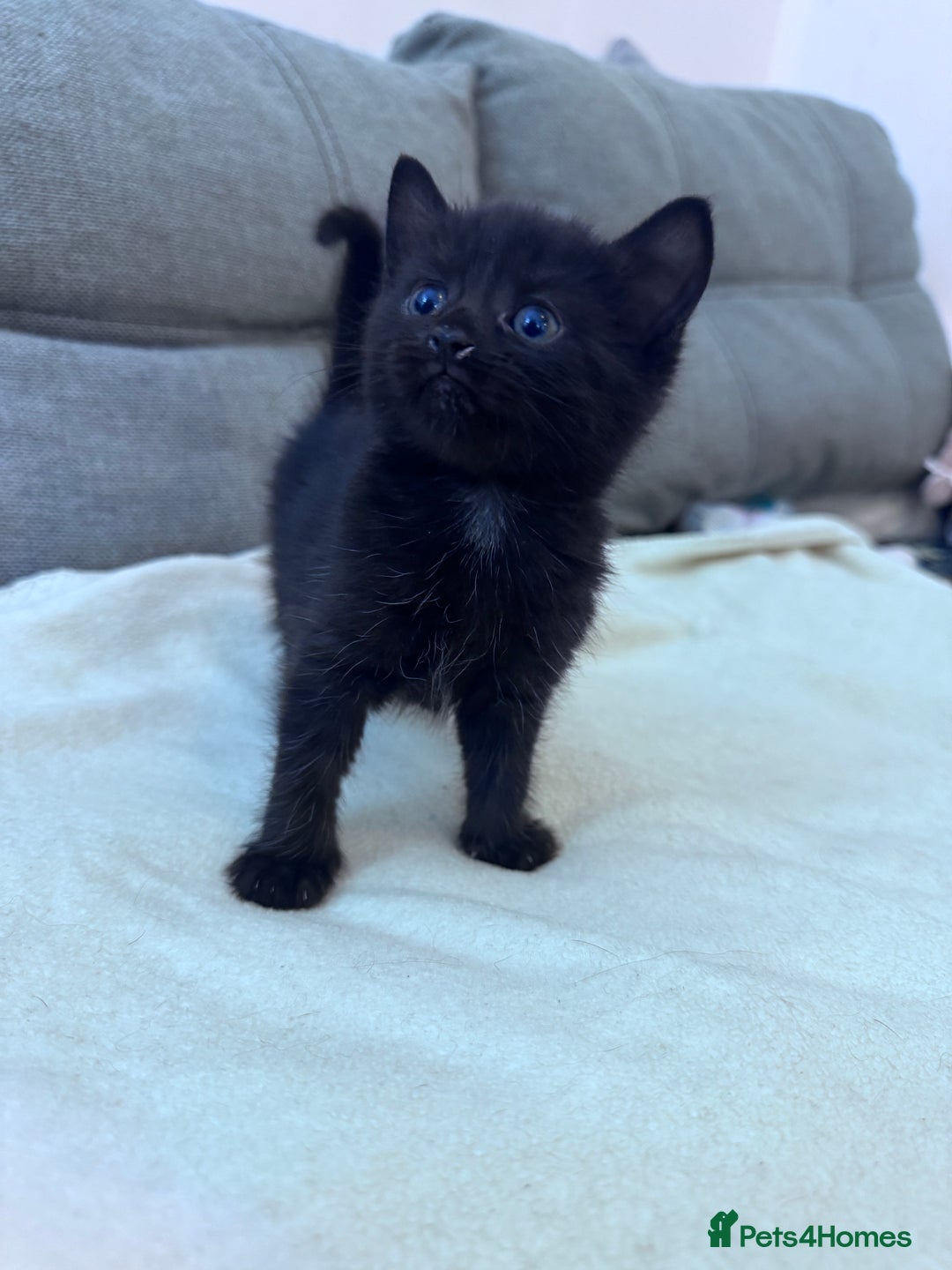 Mixed Breed cats for sale: Beautiful kittens looking new home 🐱🧡 - Advert 20