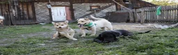 Mixed Breed dogs for adoption: ❤️🐶 LAIMA – HOW IS THIS WONDERFUL GIRL WAITING - Advert 24