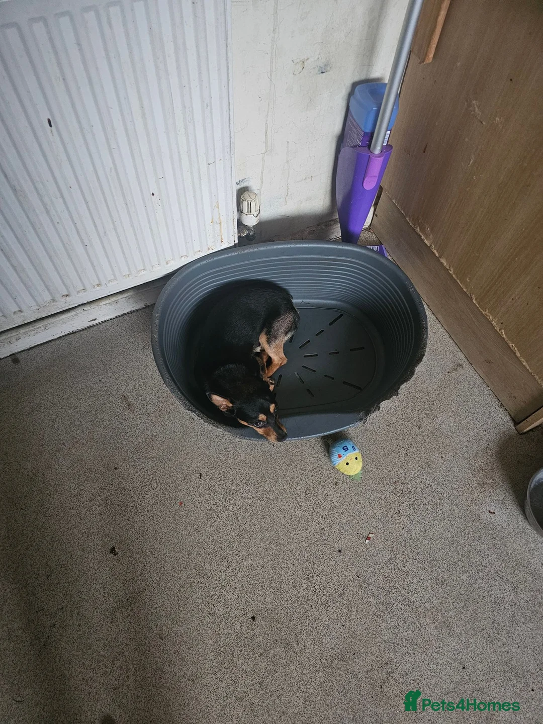 Jack Chi dogs for sale: Puppy in Taunton - Advert 2