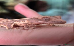 Gecko reptiles for sale: Crested geckos  - Image 13