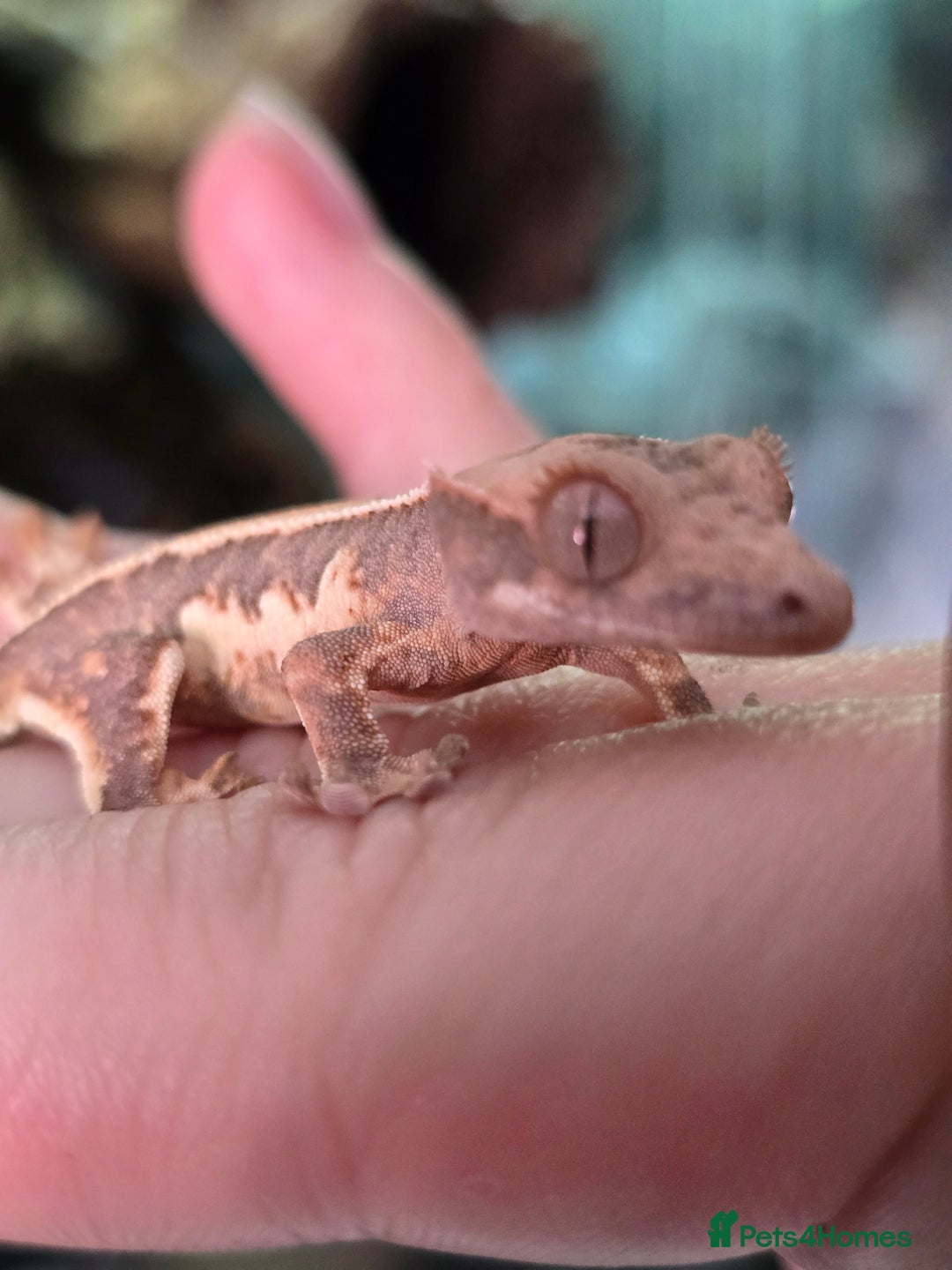 Gecko reptiles for sale: Crested geckos  - Image 13