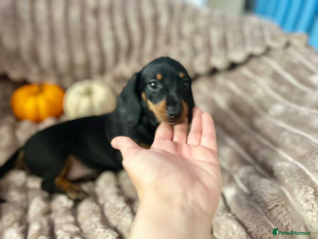 Dachshund dogs for sale: Dachshunds mini puppies   - Image 23