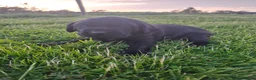 Labrador Retriever dogs for sale: Beautiful KC Registered Black Labrador Puppies - Advert 23
