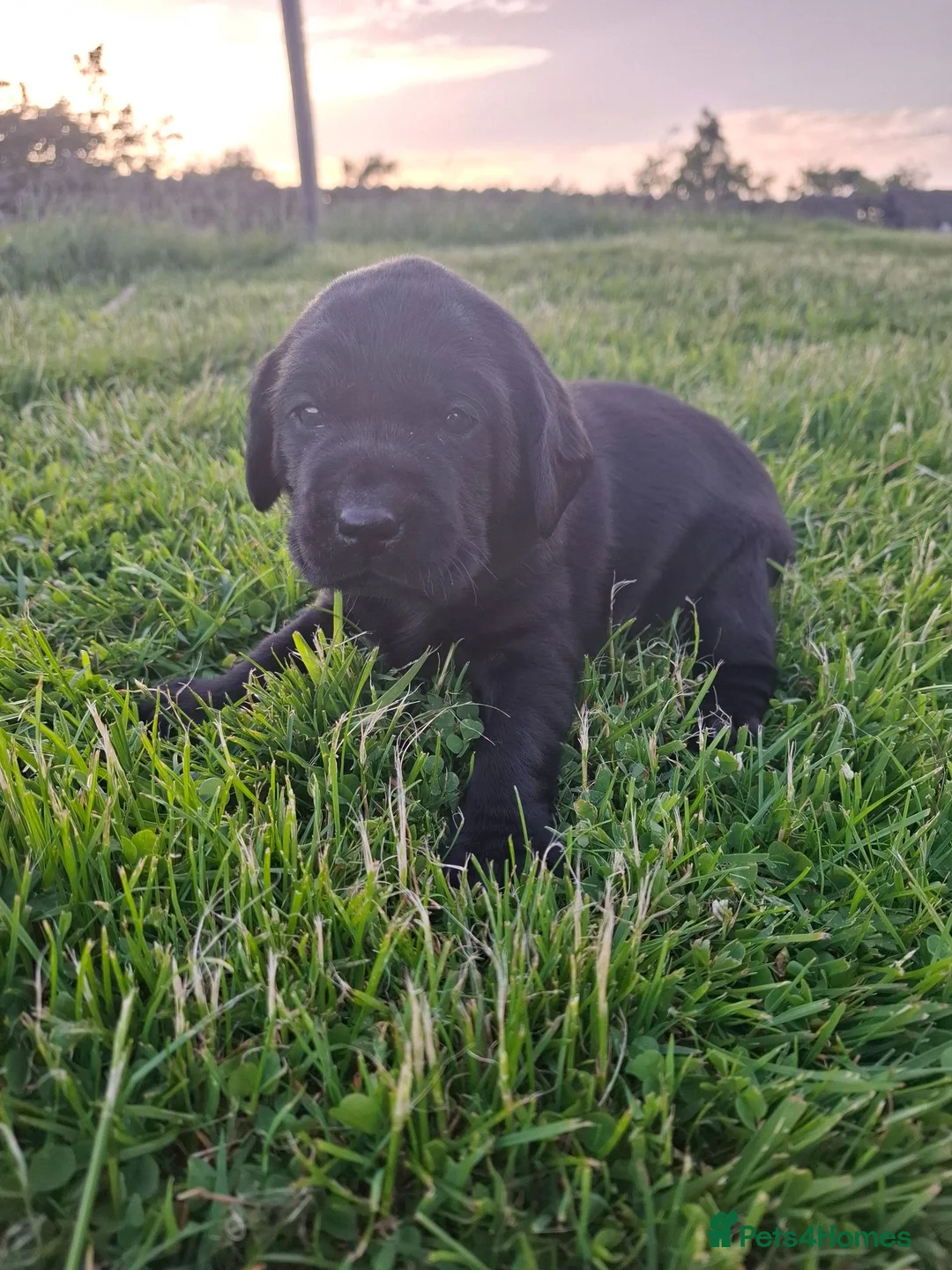 Labrador Retriever dogs for sale: Beautiful KC Registered Black Labrador Puppies - Advert 23