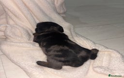 Mixed Breed dogs for sale: 5 Adorable miniature dapple schnoxie puppies - Image 12