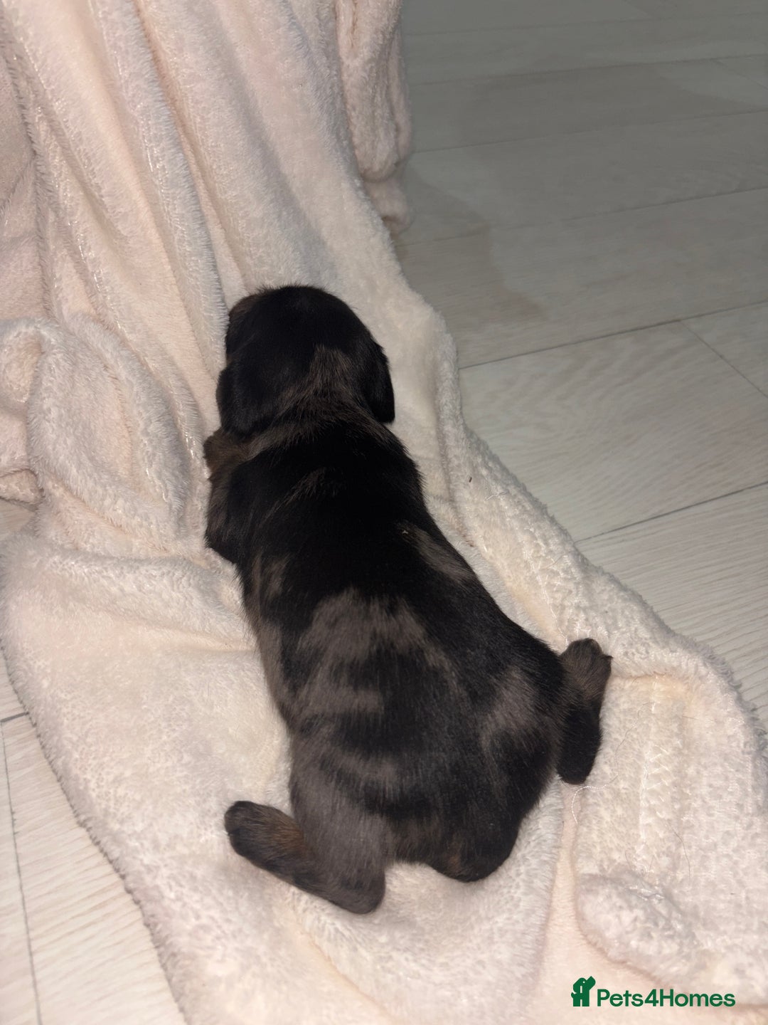 Mixed Breed dogs for sale: 5 Adorable miniature dapple schnoxie puppies - Image 12