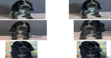 Cocker Spaniel dogs - Advert 8