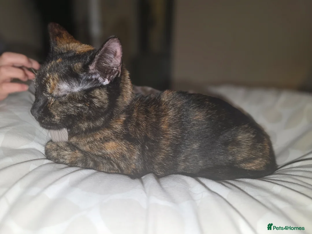 Mixed Breed cats for sale: REHOMING - Advert 4