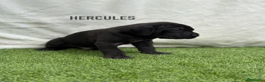 HERCULES