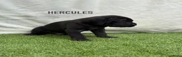 Great Dane dogs for sale: Chunky Great Dane puppies  - Advert 22