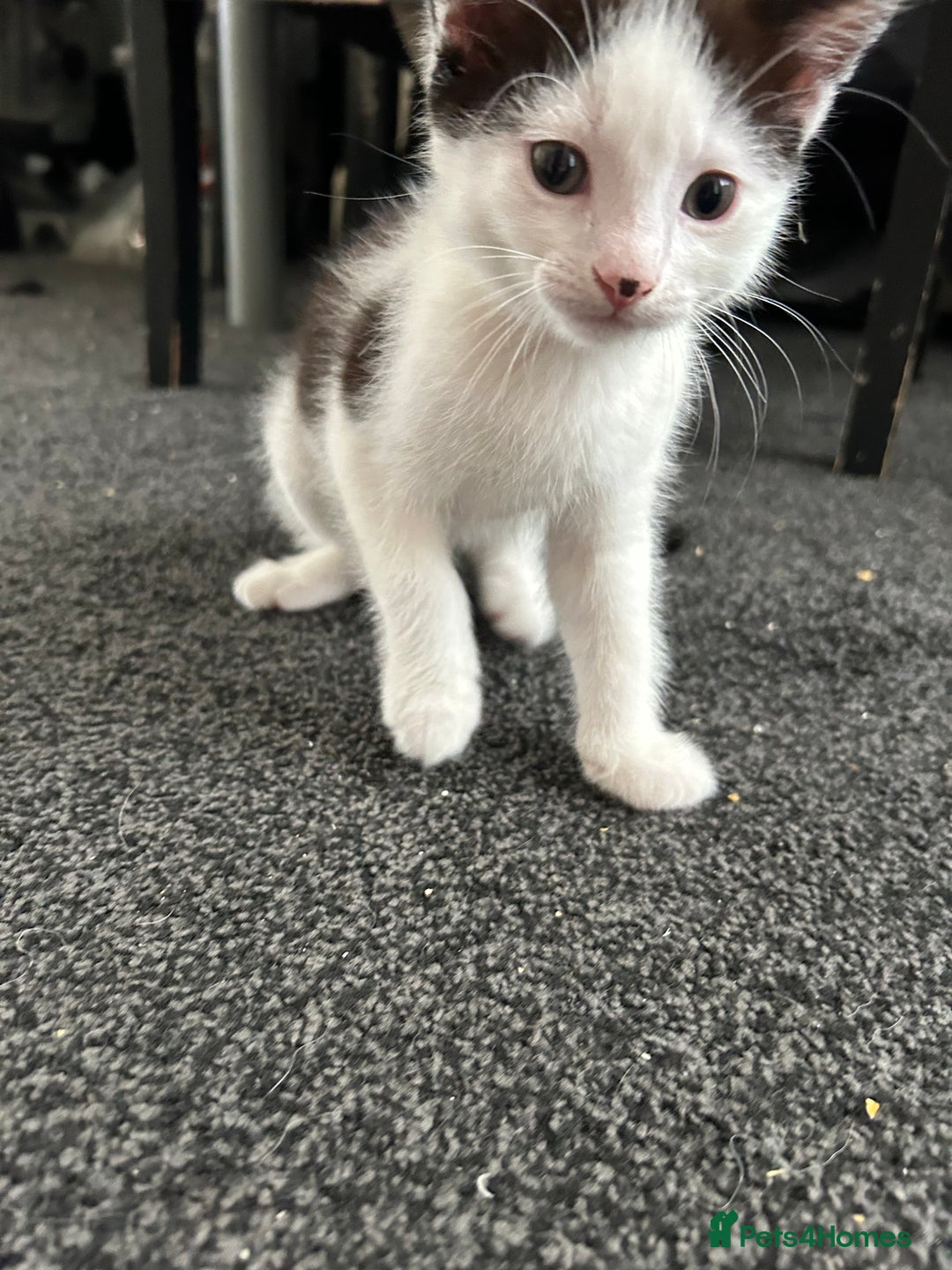 British Shorthair cats for sale: Gorgeous kittens (2 males, 1 female) - Image 3