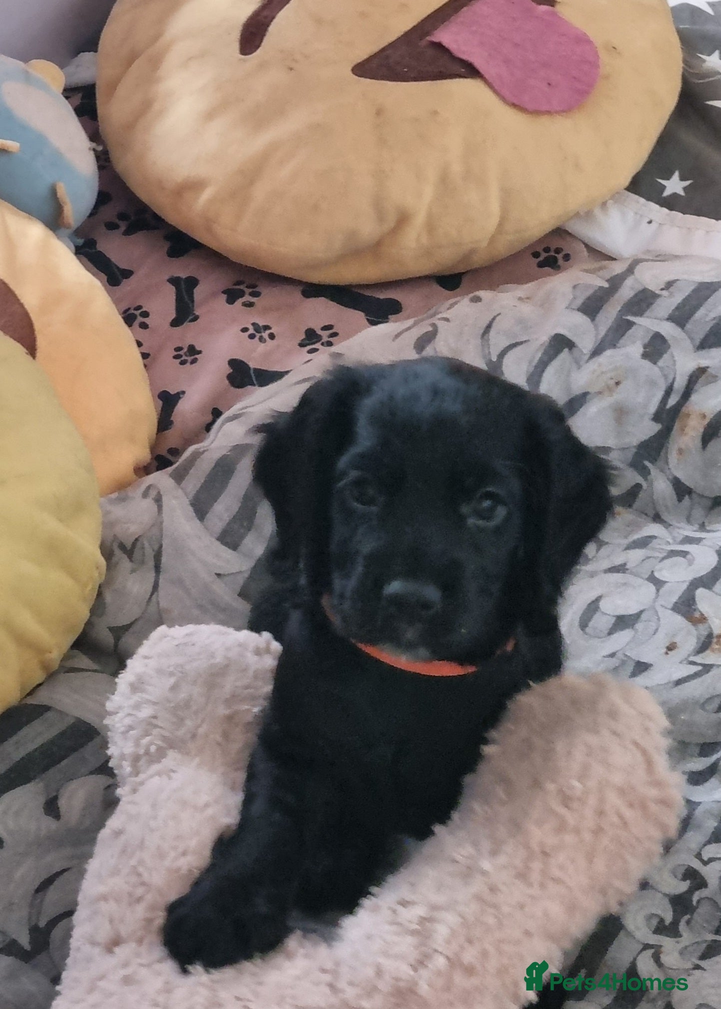Cocker Spaniel dogs 3 boys left. Cocker Spaniel Puppies for Sale 🐾  - Advert 2