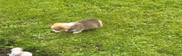 Welsh Corgi Pembroke dogs for sale: Kc pembroke corgi puppies - Advert 13