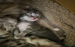 Maine Coon cats for sale: Maine coon litter born 22.10.25 - Advert 3