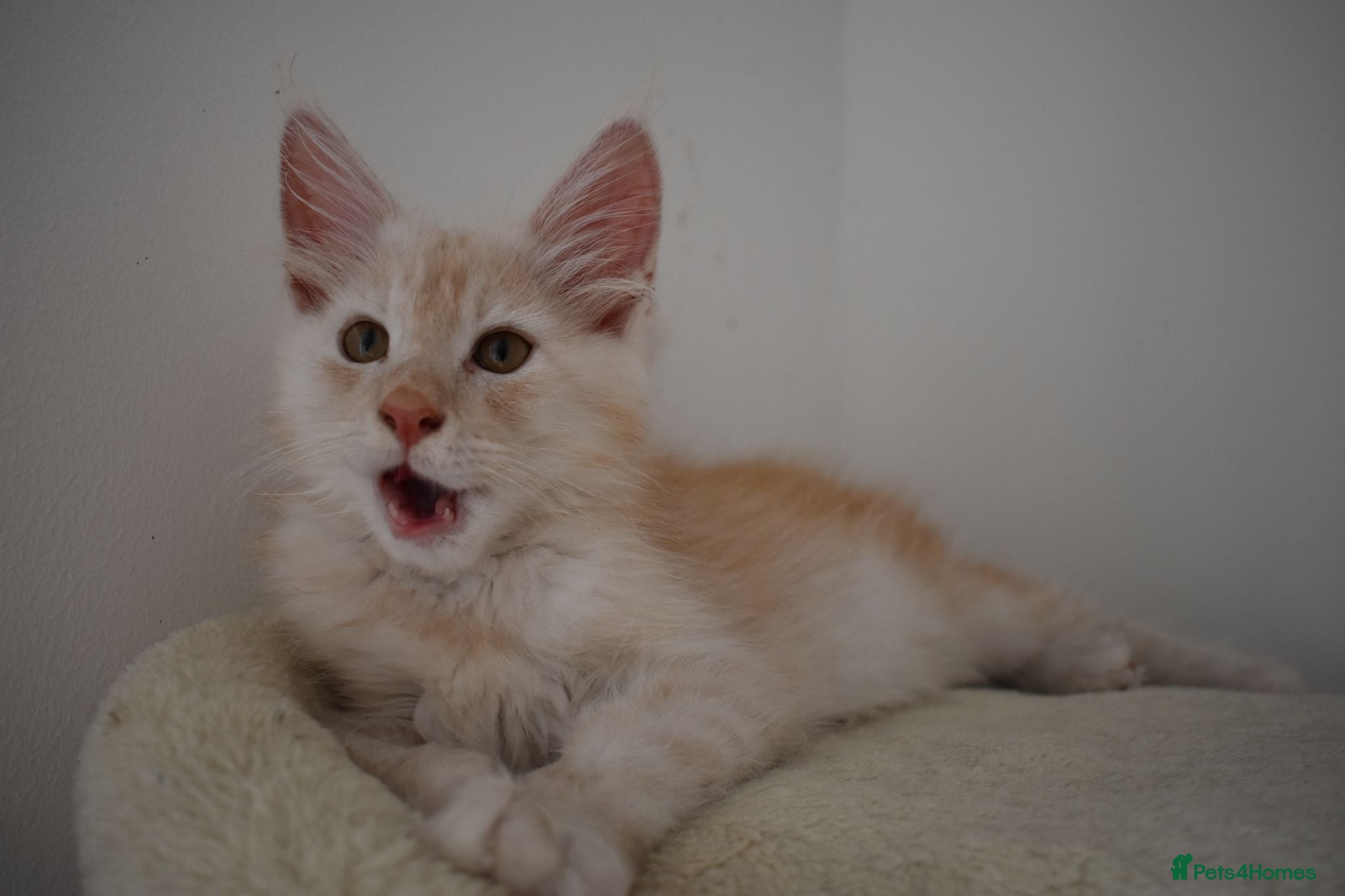 Maine Coon cats  RARELY LION KING - Advert 3