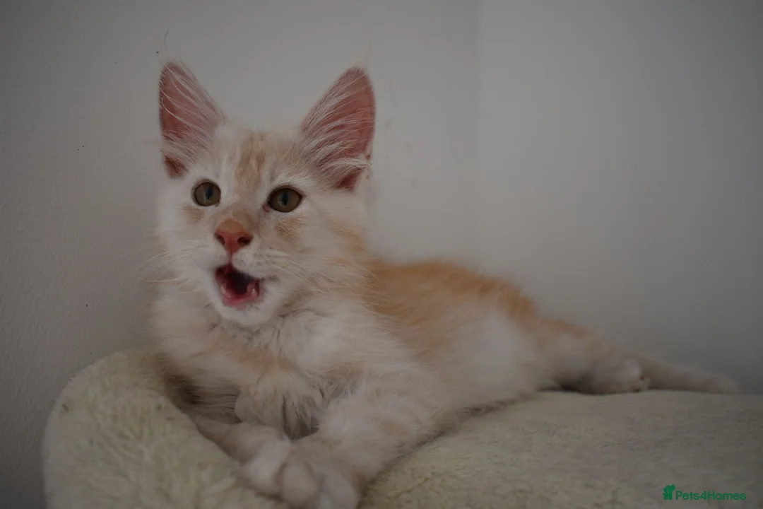 Maine Coon cats for sale:  RARELY LION KING - Advert 1