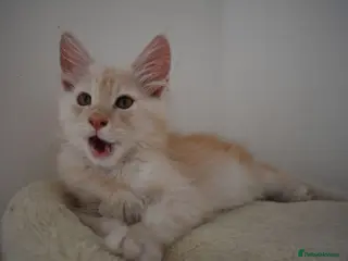 Maine Coon cats RARELY LION KING - Advert 3
