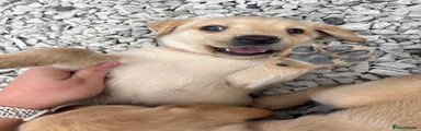 Labrador Retriever 3