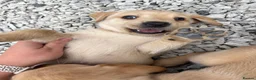 Labrador Retriever dogs for sale: 8 Labrador puppy’s for sale  - Advert 7