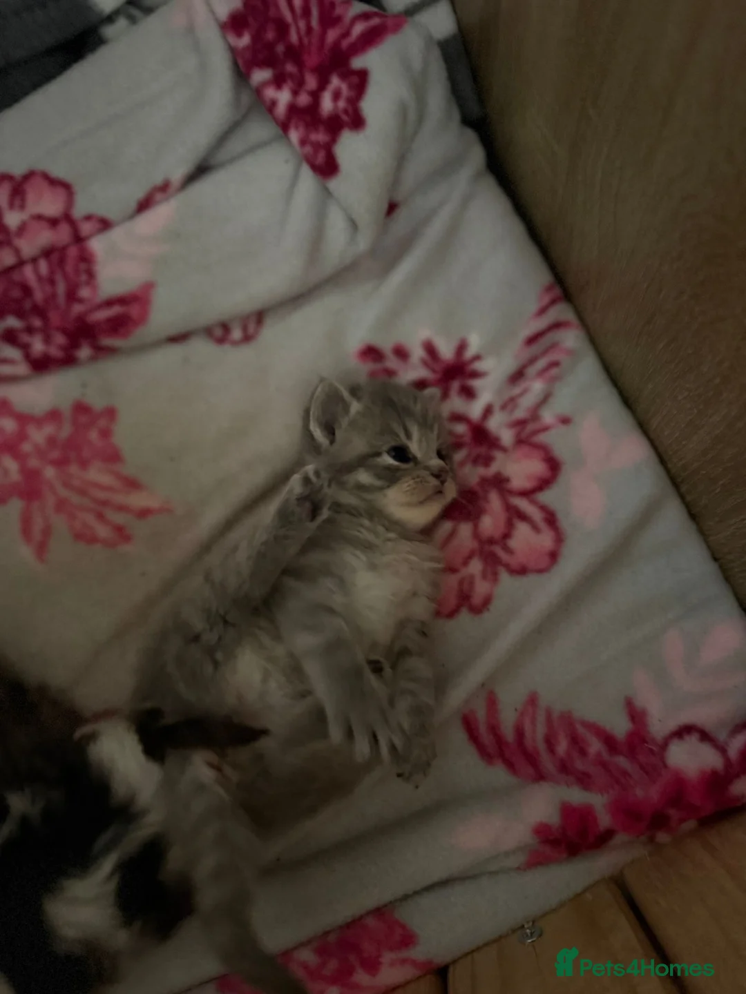 Maine Coon cats for sale: Maine Coon / Persian Mix Kittens - Advert 2