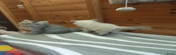 Maine Coon cats for sale: Maincoon kittens  - Advert 13